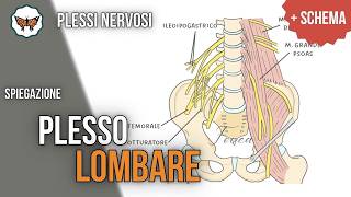 Plesso lombare | Anatomia e Innervazione