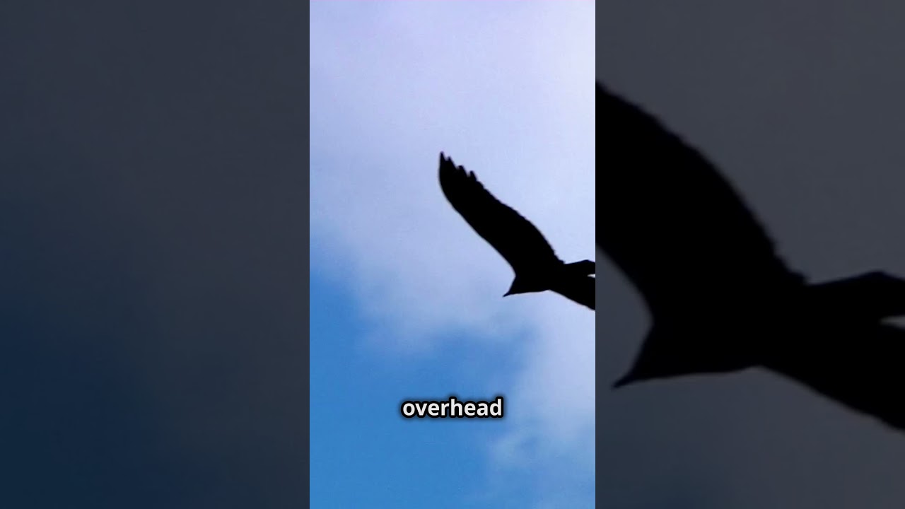 Nature's Clean Up Crew: Scavengers