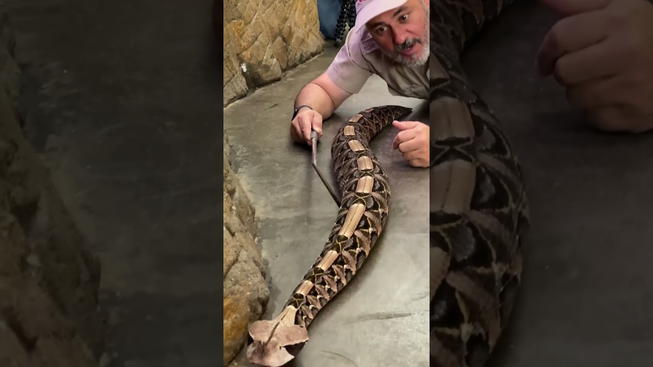 WORLDS LONGEST FANGS!!😳Venomous Viper😬