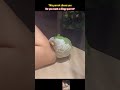 When this parrot chooses you #cuteanimals #parrot #bird #parrotsoftiktok #parrots