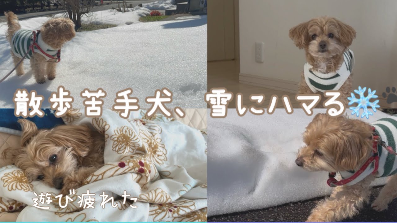犬のいる生活 | 散歩嫌いな犬が、散歩楽しんだ日