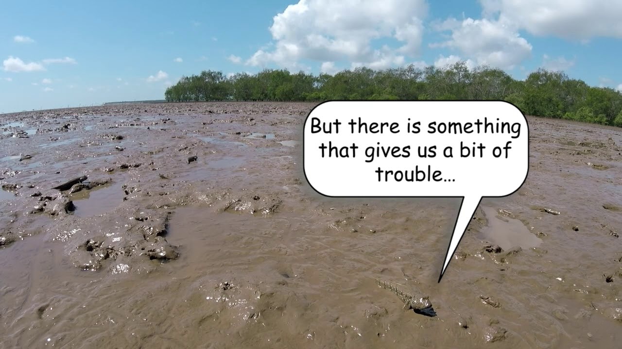 Conserving Mangrove Ecosystem In The Estuaries Of The Mekong Delta Vietnamメコンデルタ河口域生態系を保全する取組 英語版 Youtube Conserving Mangrove Ecosystem In The Estuaries Of The Mekong Delta Vietnamメコンデルタ河口域生態系を保全する取組 英語版 Youtube