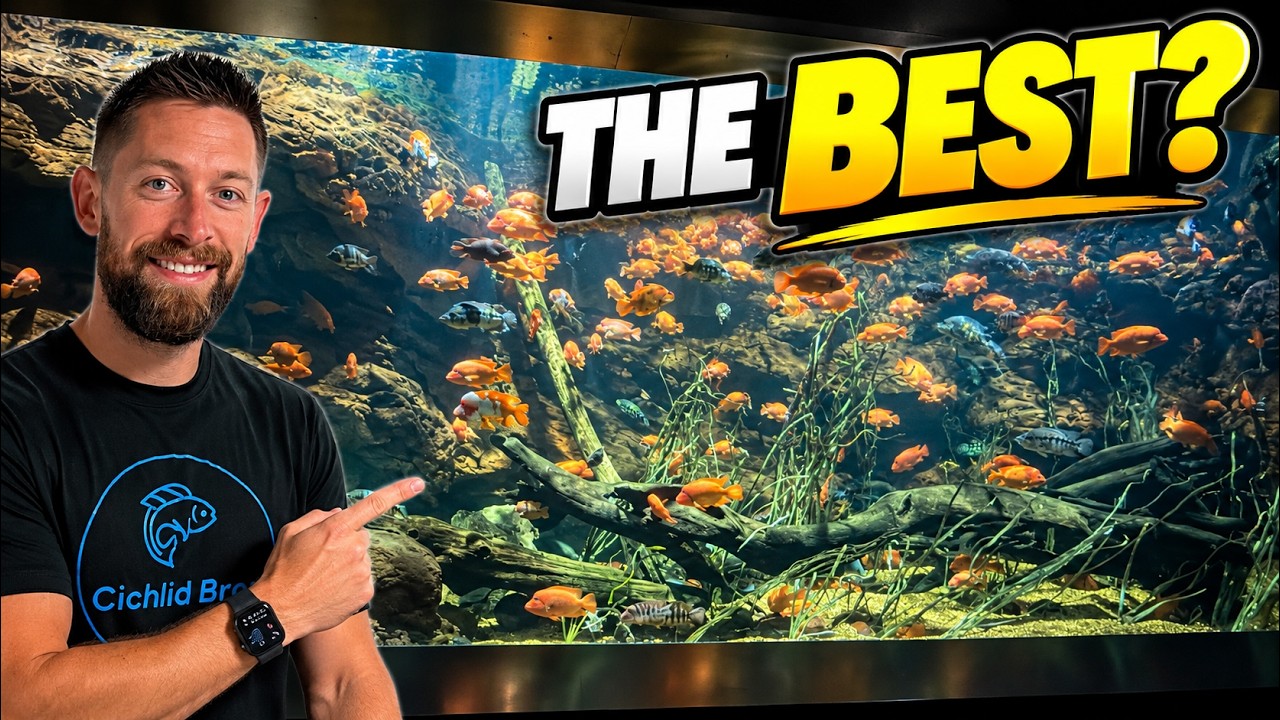 Is This the BEST Freshwater Aquarium in the World?
