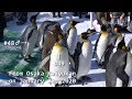 旭山動物園 2020年2月ペンギンのお散歩・最後に あっ!