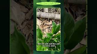 ऐसा पौधा आपने कभी देखा है? #shorts #leaf #facts #unknownfacts #plants #garden #education #knowledge