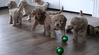 Cockapoo Puppies For Sale