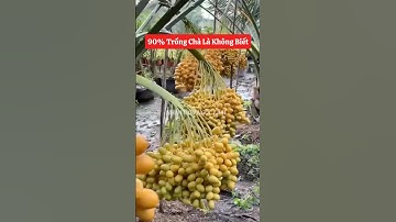 1 điều mà em cá là rất nhiều bác chưa biết về cây Chà Là đó ạ🤔☎️0921.826.862 #nhavuonngoclam