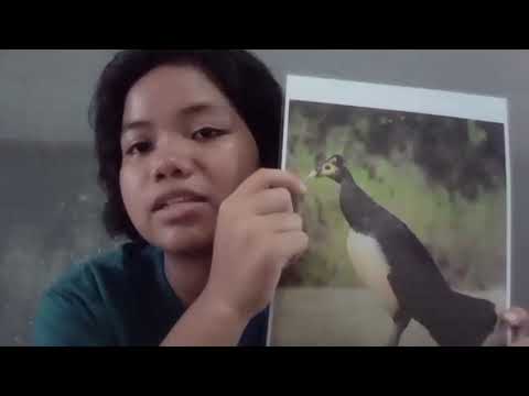 VINCENTIA NOVENISE KESYA NUGROHO || 31 || 9F || MALEO BIRD