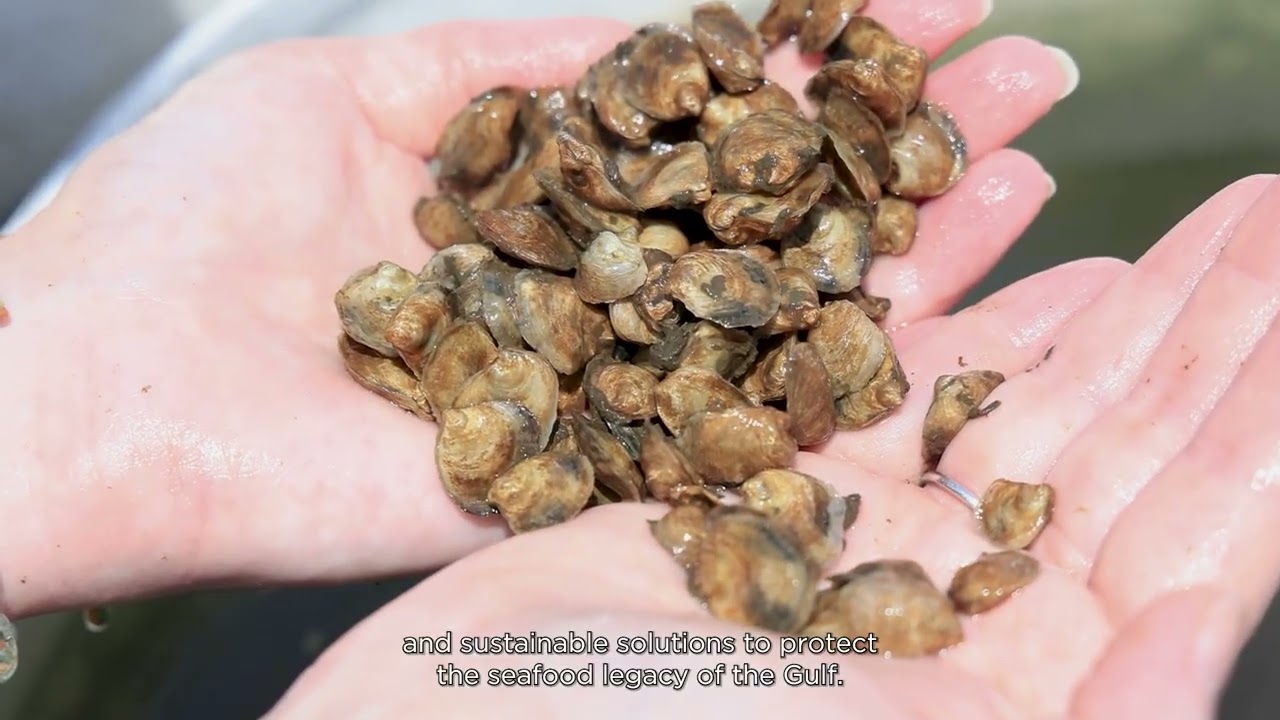 Gulf Futures Proposal Video