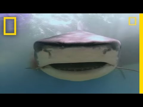 Dugongs vs. Tiger Sharks | National Geographic
