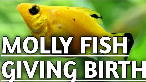 How to know molly fish is pregnant | Molly fish pregnant signs | Pregnant Molly fish.