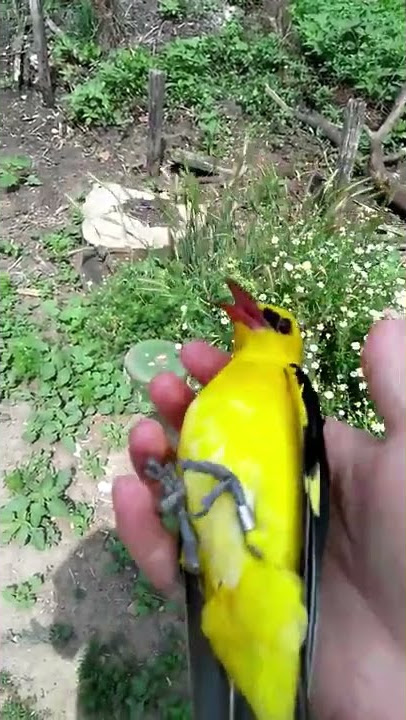 Lepasnya burung Golden Oriole (Oriolus oriolus) jantan yang MENAKJUBKAN - Bird ringing di Bulgaria #shorts