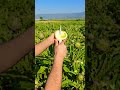 Yapraklar kurutulup bitki çayı oluyor atılmıyor Sipariş için geç kalmayın en taze zamanı#engineering