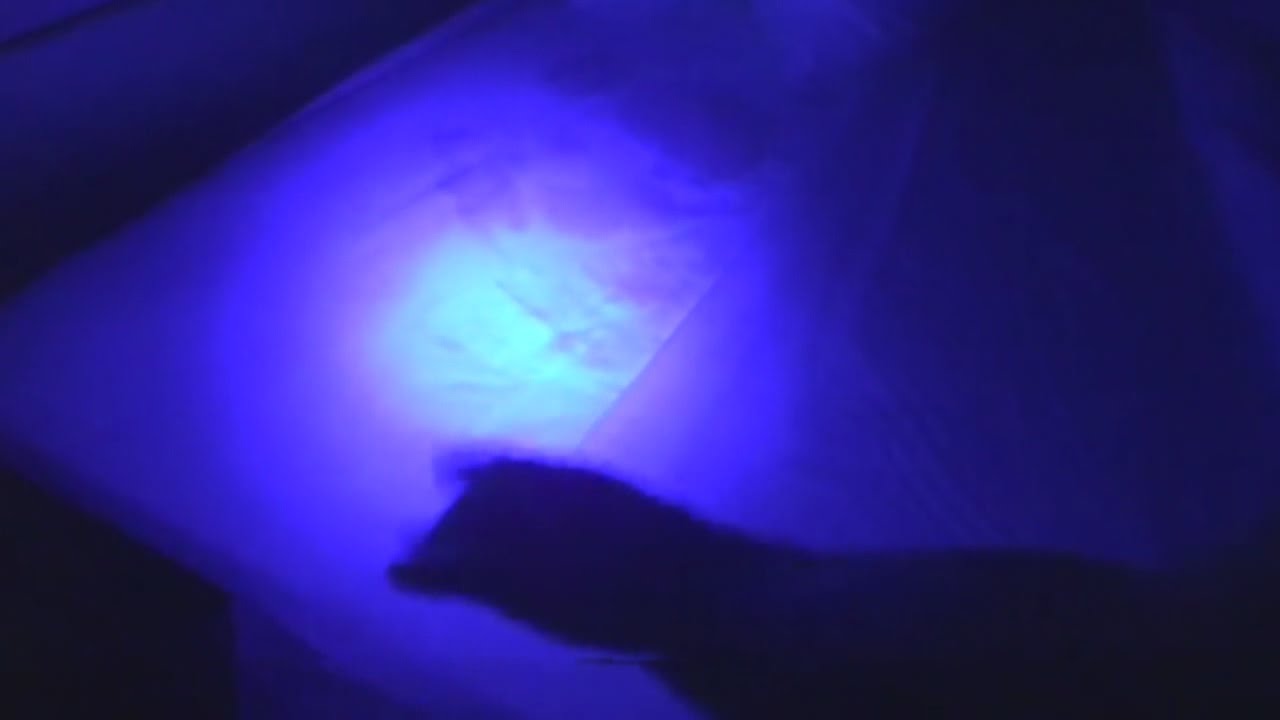 Can You Use A Blacklight To Find Bed Bugs - Bed Western