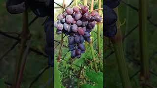 Суперранній букет, нова гібридна форма винограда Голуба А.А.