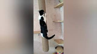 Кототрасса: вертикальное зонирование пространства. Кошкин дом 🏠!!! Guru from the USSR.