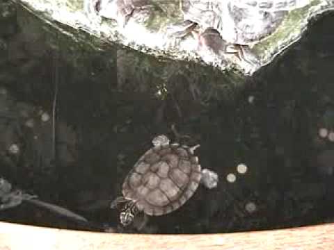 Video: Hoe U De Waterkwaliteit In Uw Schildpadtank Kunt Controleren?