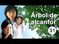 Árbol de alcanfor 31|Telenovela china|Sub Español|香樟树