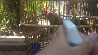 Cara Sederhana Jinakkan Bekisar