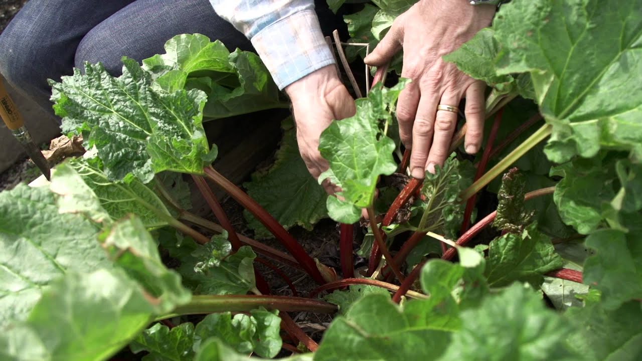 How to grow Rhubarb