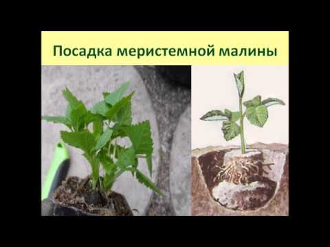 Ёжик 2 Ёжик 244