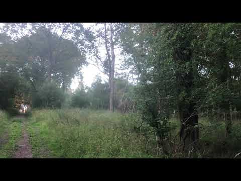 Chaddesley Woods Evening Walk Part Two