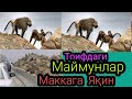 ТОИФДАГИ МАЙМУНЛАР МАККАГА ЯҚИН  1440