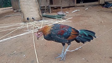 Ntsuag lau qaib qus txuam 1 zoo nrau heev