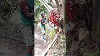 Palm Fruit Harvesting: Man Cuts Down Ripe Bunches with Sickle