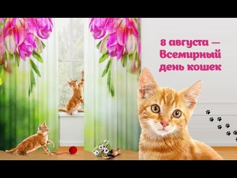 😺 🐱🐾День Кошек! Поздравление с Международным Днем Кошек! 🐱🐾