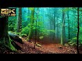 Relaxing Music Along With Beautiful Nature 4K Videos - Relaxing Piano Music For Stress Relief