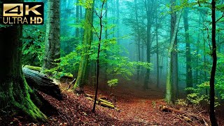 Relaxing Music Along With Beautiful Nature 4K Videos - Relaxing Piano Music For Stress Relief