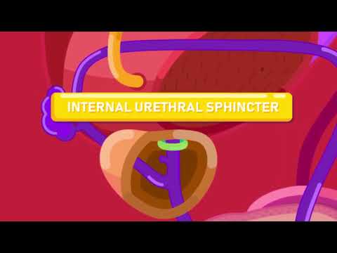 The Journey Of Sperm How Male Reproductive System Works