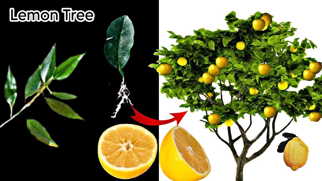 Unique skills how to grow lemon tree from lemon leaves YouTube