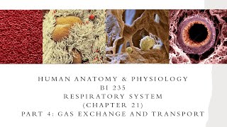 BI 233Z Chapter 21 Part 4 Gas Exchange and Transport