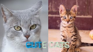 Baby Cats - Cute & Funny Cats Videos Compilation