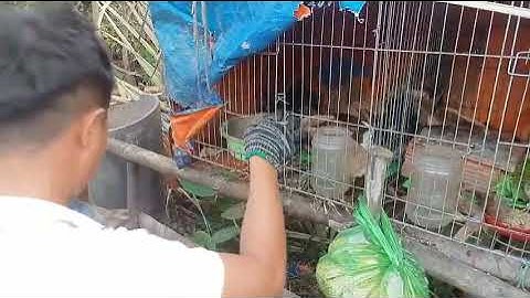 Cách Phân Biệt Chuột Cống Nhum Đực Cái