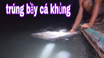 Cận Cảnh Cá Sủ Khổng Lồ Và Bầy Cá Cầy Khủng Sa Lưới # SĂN BẮT ĐỒNG THÁP #