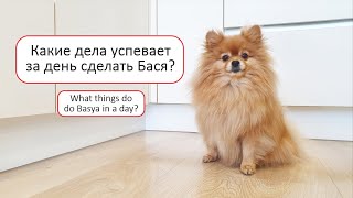 Какие дела успевает за день сделать Бася?