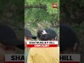 Shatrunjay Hill Lion Alert | Big Cat Spotted In Palitana, Bhavnagar Video Goes Viral