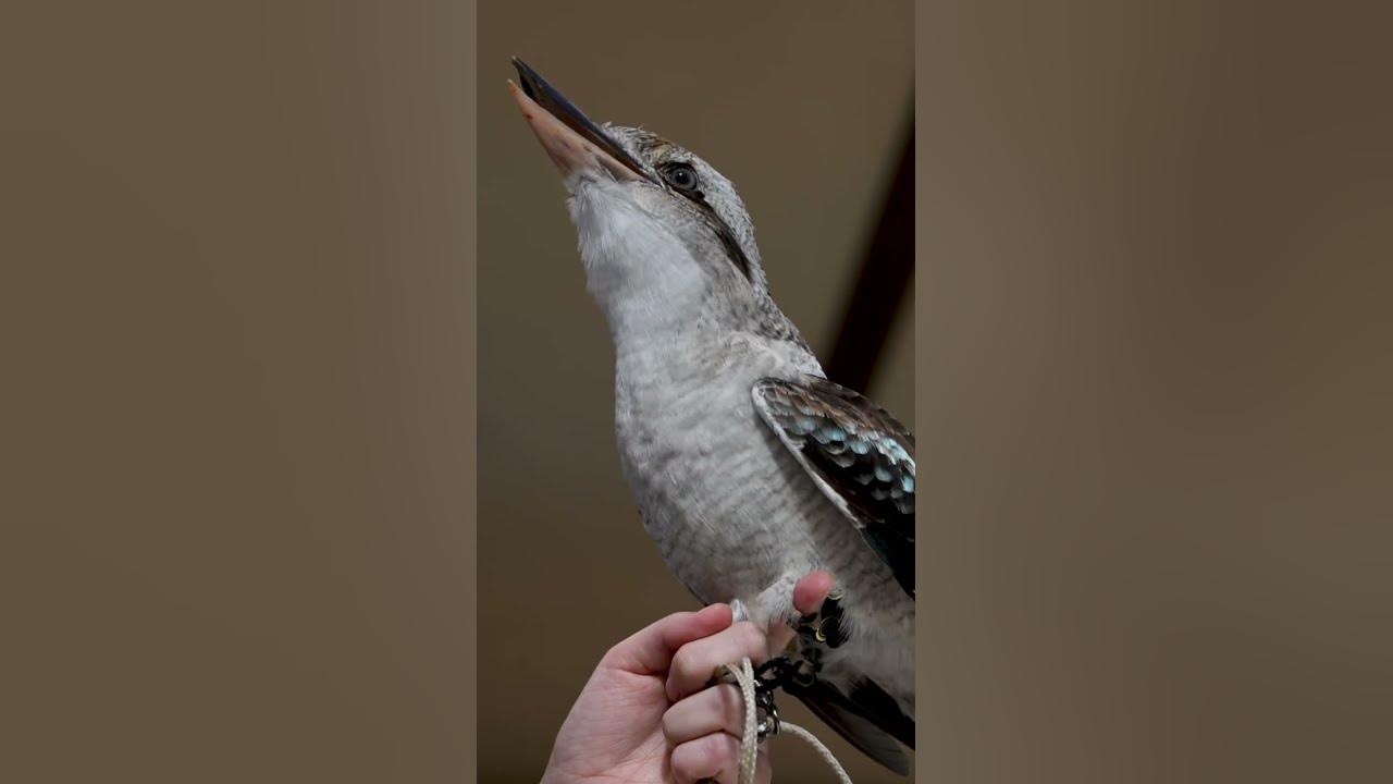 Laughing Kookaburra Call