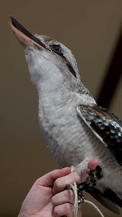 Laughing Kookaburra Call