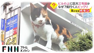 ビルの上に巨大三毛猫が　なぜ? 街行く人ビックリ