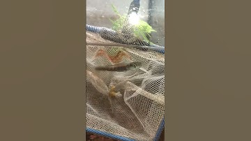 Đóng hàng cá lóc tiếp nè #channa #calockieng #channamaru #fish #xuhuong #shorts #channa #caloc