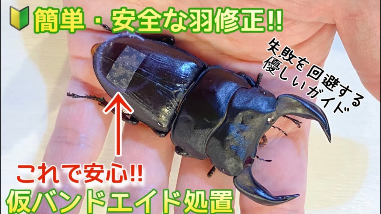 🔰羽パカ修正・羽パカ予防！これで安心！繊細な作業が圧倒的に楽に！すぐに実践できる簡単修正法！