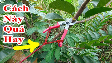 thật bất ngờ với cách cắt tỉa cành cây trên cao mà không cần thang này quá hay, kéo cắt cành tự chế