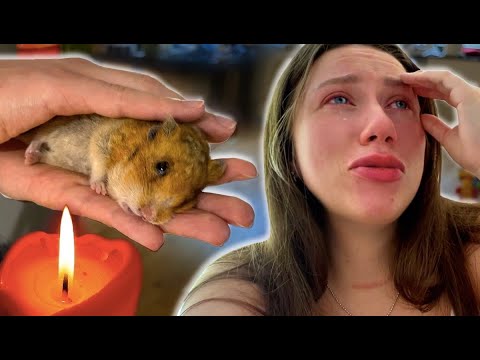 ХОМЯК ЭДДИ УМЕР У НАС НА РУКАХ - ПОСЛЕДНИЙ ДЕНЬ | Elli Di Pets - Смотреть видео с Ютуба без ограничений