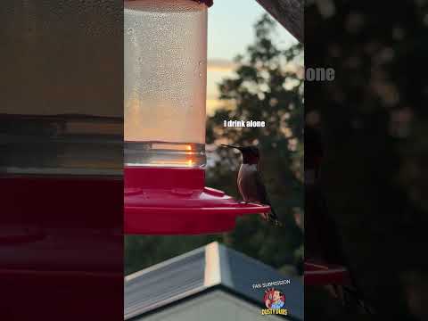 Hummingbird vs Peeping Tom