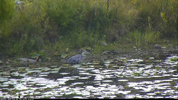 Video 2017 09 02 155555  Frog jumps across Lily Pads near GBH