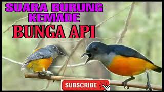 Suara Pikat Burung Kemade Bunga Api | Burung Sepah Puteri Api